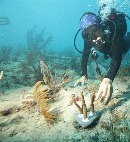 Canon Participates in the University of Miami’s Coral Reef Restoration...